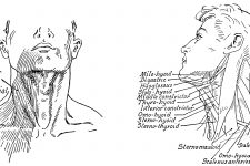 Anatomy Of The Neck And Throat 13