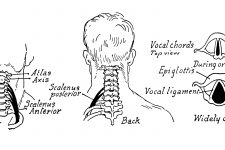 Anatomy Of The Neck And Throat 14