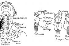 Anatomy Of The Neck And Throat 15