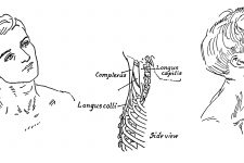 Anatomy Of The Neck And Throat 4