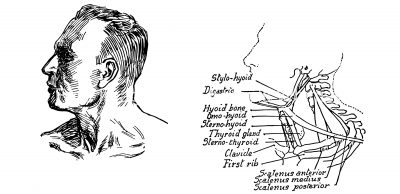 Anatomy Of The Neck And Throat 10