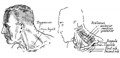 Anatomy Of The Neck And Throat 11