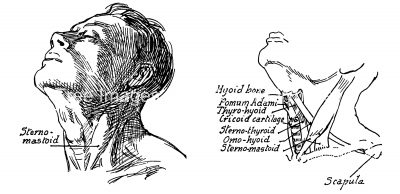 Anatomy Of The Neck And Throat 12