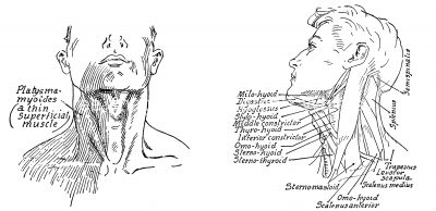 Anatomy Of The Neck And Throat 13