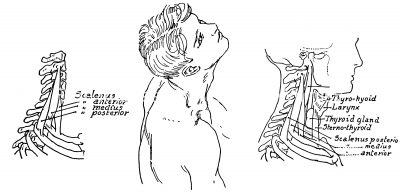 Anatomy Of The Neck And Throat 3