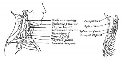Anatomy Of The Neck And Throat 5