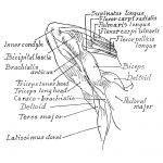 Arm Muscle Diagrams 12