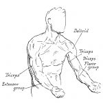Arm Muscle Diagrams 4