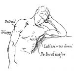 Arm Muscle Diagrams 6
