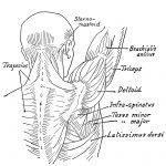 Arm Muscle Diagrams 9