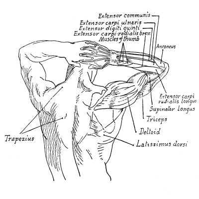 Arm Muscle Diagrams 1