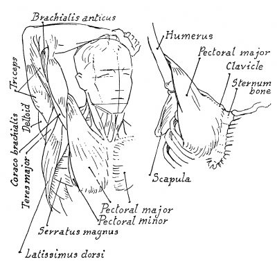 Arm Muscle Diagrams 3