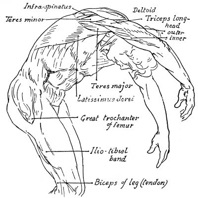 Arm Muscle Diagrams 5