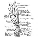 Anatomy Of The Muscles Of The Arm 1