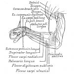 Anatomy Of The Muscles Of The Arm 10