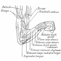 Anatomy of the Muscles of the Arm