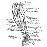 Anatomy Of The Muscles Of The Arm 2