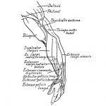 Anatomy Of The Muscles Of The Arm 3