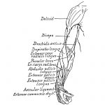 Anatomy Of The Muscles Of The Arm 4