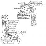 Anatomy Of The Muscles Of The Arm 5