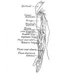 Anatomy Of The Muscles Of The Arm 6