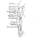 Anatomy Of The Muscles Of The Arm 7