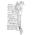 Anatomy Of The Muscles Of The Arm 9