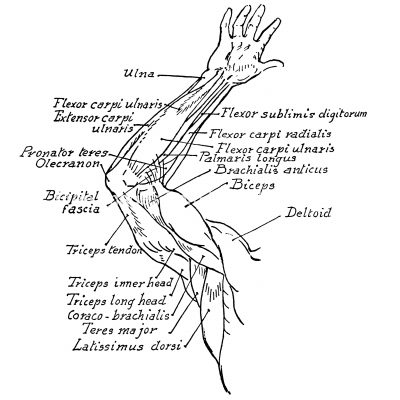 Anatomy Of The Muscles Of The Arm 11