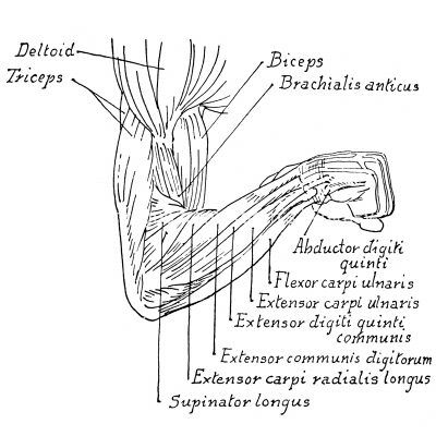 Anatomy Of The Muscles Of The Arm 12
