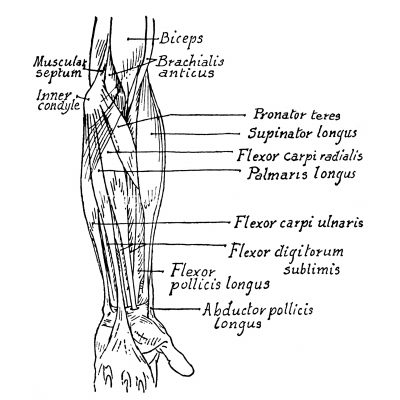 Anatomy Of The Muscles Of The Arm 8