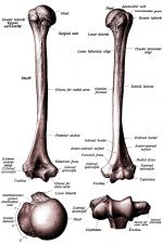 The Anatomy Of The Arm 1
