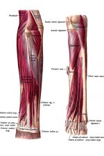 The Anatomy Of The Arm 10