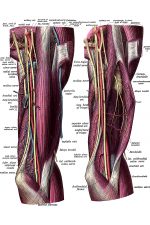 The Anatomy Of The Arm 11