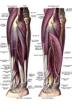 The Anatomy Of The Arm 13
