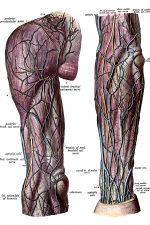 The Anatomy Of The Arm 15