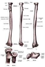 The Anatomy Of The Arm 3