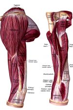 The Anatomy Of The Arm 5