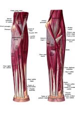 The Anatomy Of The Arm 7