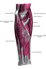 The Anatomy Of The Arm 8