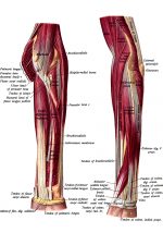 The Anatomy Of The Arm 9
