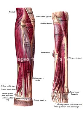 The Anatomy Of The Arm 10
