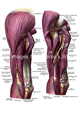 The Anatomy Of The Arm 12