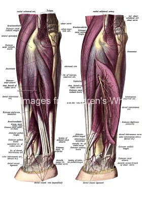 The Anatomy Of The Arm 13