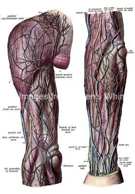 The Anatomy Of The Arm 15