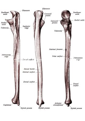 The Anatomy Of The Arm 2