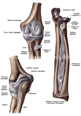 The Anatomy Of The Arm 4