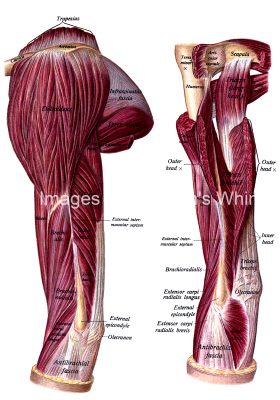 The Anatomy Of The Arm 5