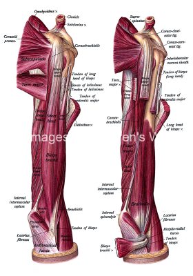 The Anatomy Of The Arm 6