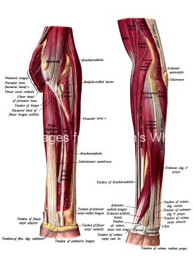 The Anatomy Of The Arm 9
