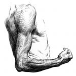 Drawing Of Arm Muscles 1